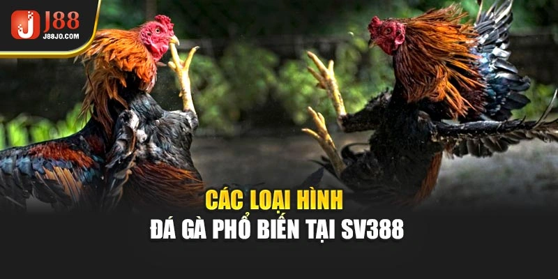 Các loại hình đá gà phổ biến tại SV388