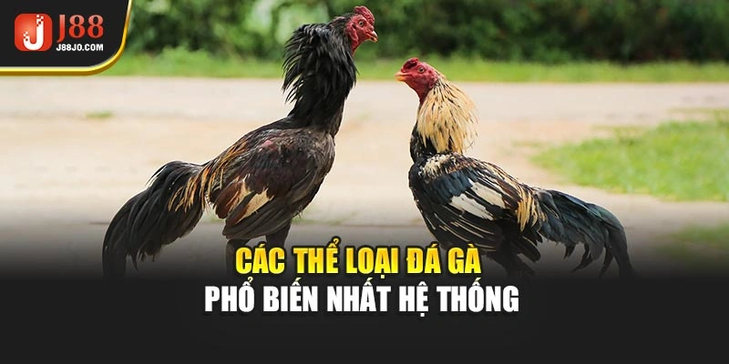 Các thể loại đá gà phổ biến nhất hệ thống