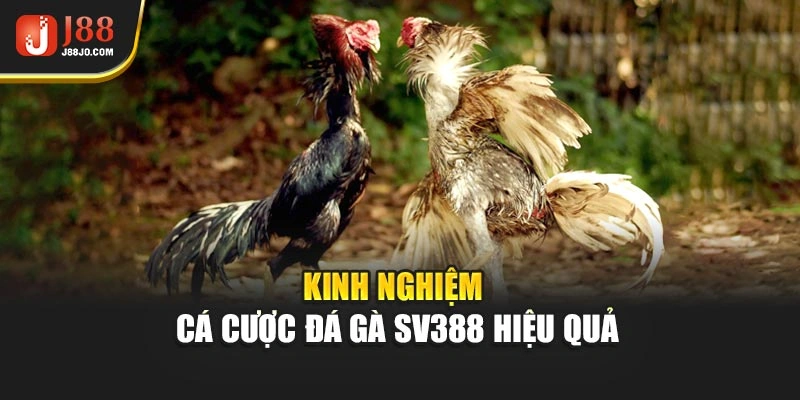 Kinh nghiệm cá cược đá gà SV388 hiệu quả