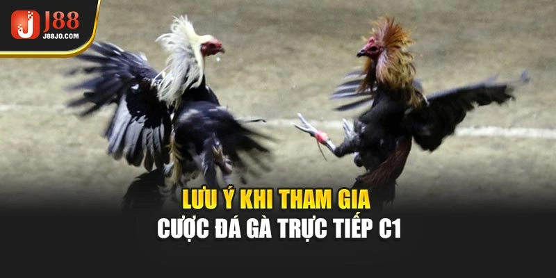 Lưu ý khi tham gia cược đá gà trực tiếp C1