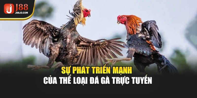 Sự phát triển mạnh của thể loại đá gà trực tuyến