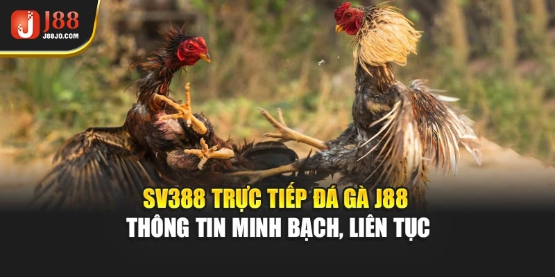 SV388 Trực Tiếp Đá Gà J88 – Thông Tin Minh Bạch, Liên Tục